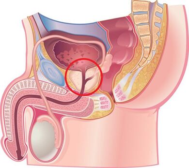 Men's prostate location