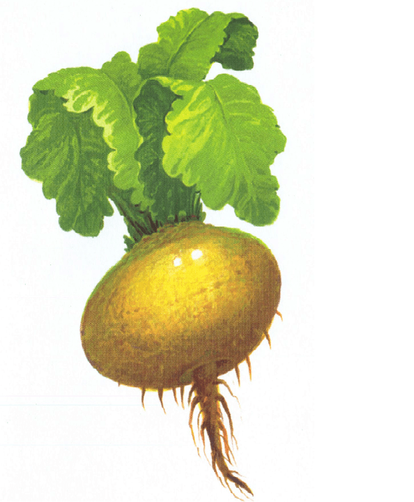 Turnip increases potency