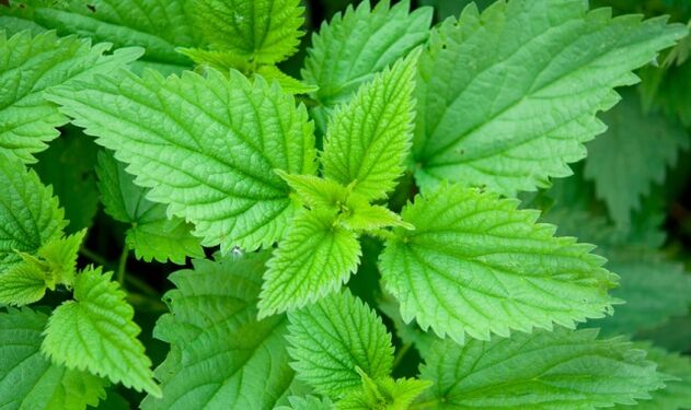 Potency of Nettle